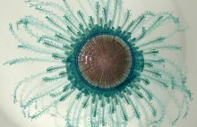 Niesamowite zdjęcia meduz