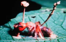 Mikolog opatentował naturalny sposób walki z insektami atakującymi plony.