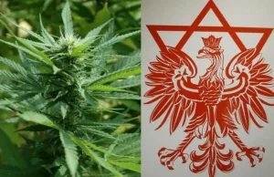 To dlatego PiS łaskawie pozwolił na medyczną marihuanę? Żydzi zaczynają...
