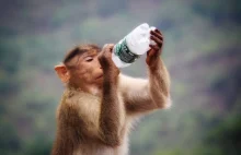 Polacy kupują codziennie 3 mln buteleczek z wódką. Idzie koniec małpek.