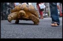 Spacer z wielkim żółwiem