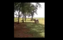 Starcie kozy z krową