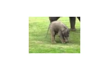 mały słoń próbuje ogarnąć o co chodzi z trąbą