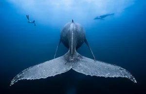 Najpiękniejsze fotografie podwodne Ocean Art zostały wybrane