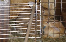 Warszawa: facet w melinie na działce hodował 32 króliki