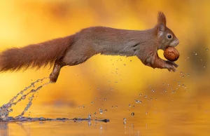 Fotograf godzinami łapie wiewiórki niosące orzecha włoskiego na jeziorze