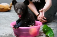 Uratowali niedźwiadka skazanego na śmierć.