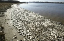 Miliony ryb wyrzuconych na brzeg !!!