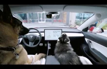 Psy zamknięte w samochodzie podczas upału? Tesla wprowadza "Dog Mode"
