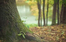 Timberland zasadzi 50 milionów drzew - Marketing przy Kawie