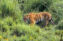 Indie chwalą się rosnącą populacją tygrysów