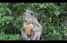 Urocza małpa (oksymoron?) boi się o swój kokos