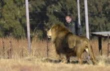 Uwolnione z niewoli lwy po raz pierwszy widzą sawannę