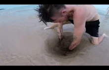 Trujący i elektryczny potwór morski w piasku na brzegu