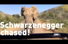 Terminator kontra słoń
