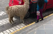 Tymczasem w Cusco, Peru