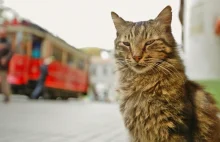 Fenomenalny dokument "KEDI – sekretne życie kotów" trafia do polskich kin!