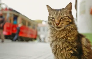 Fenomenalny dokument "KEDI – sekretne życie kotów" trafia do polskich kin!