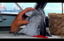 Piracka papuga na statku