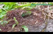 Dorylus wilverthi-Potężne mrówki z Afryki
