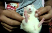 Szczur - najlepsze zwierzę! Obrońcy szczurów łączmy się :)