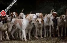 Włodawa: Raj podatkowy dla psów we Włodawie /wideo/