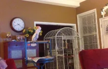 Papuga powtarza kłótnie swoich właścicieli