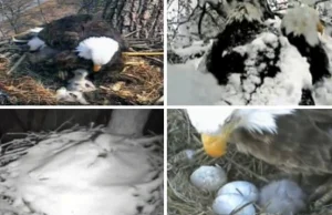 Wysiedziały jaja pomimo śnieżyc i 30-stopniowego mrozu