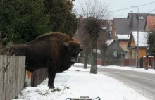 Żubry chodziły po ulicy w Białowieży. Zdjęcia podbijają internet (galeria