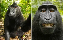 Wikipedia odmawia usunięcia zdjęcia, ponieważ prawa do niego posiada małpa