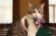 Brytyjski resort spraw zagranicznych zatrudnił... kota.