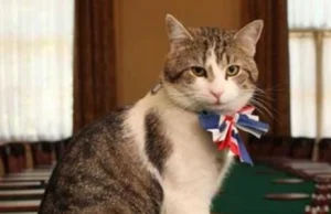 Brytyjski resort spraw zagranicznych zatrudnił... kota.