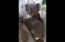 Koala brzmi jak badass, dopóki się nie zakrztusi