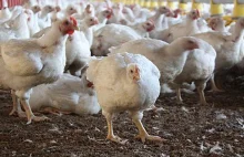 Tysiące szkockich kurczaków zostanie zabite.