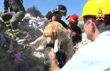 Trzęsienie ziemi we Włoszech. Po 10 dniach wyciągnięto żywego psa