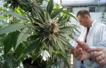 Amerykański Departament Zdrowia wreszcie przyznał, że marihuana zwalcza raka!