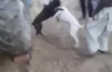 Wujas na farmie próbuje rozdzielić walczące psy