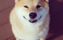 Maru - najbardziej uśmiechnięty pies Japonii