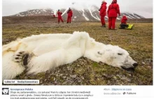 Greenpeace: Niedźwiedź polarny umarł przez topnienie lodu.