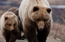 Grizli z Yellowstone przywrócone na listę zagrożonych gatunków