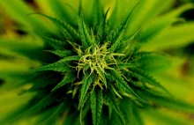 Medyczna marihuana zalegalizowana w Macedonii