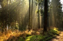 Polskie lasy pochłaniają rocznie od 30 do 40 mln ton CO2! Ekolodzy raczej...