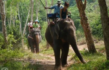 Dlaczego nie jeździmy na słoniach?