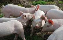 To była pogoń! 170 świń uciekło z przewróconej ciążarówki