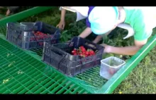Innowacyjna metoda zbierania truskawek.