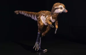 Młody T.Rex prawdopodobnie wyglądał niezwykle uroczo