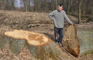 Nowa afera dębowa pod Wołczynem. Teraz tną drzewa na zabytku