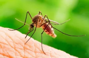 Takiej plagi komarów nie było od lat. Pryskać czy nie pryskać?