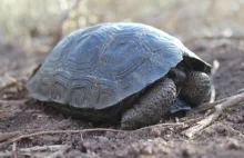 Pierwszy raz od ponad stu lat widziano młode żółwi z Wysp Galapagos!