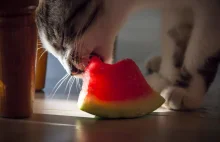 Can Cats Eat Watermelon? Is It Safe?